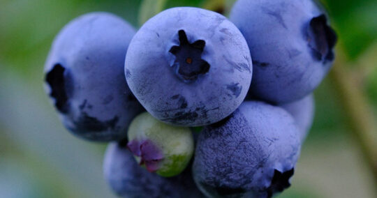 can bearded dragons eat blueberries featured image