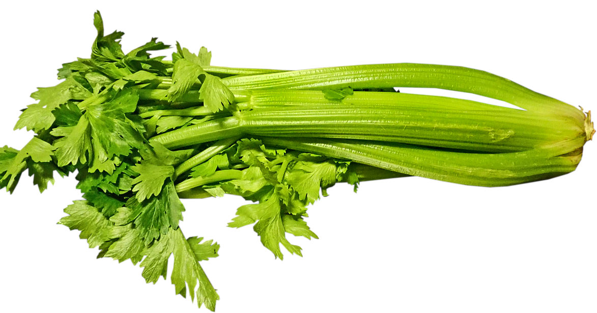 can bearded dragons eat celery featured image