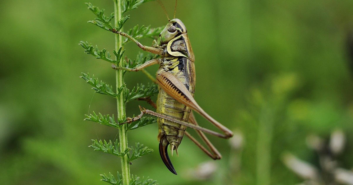 crickets for bearded dragons