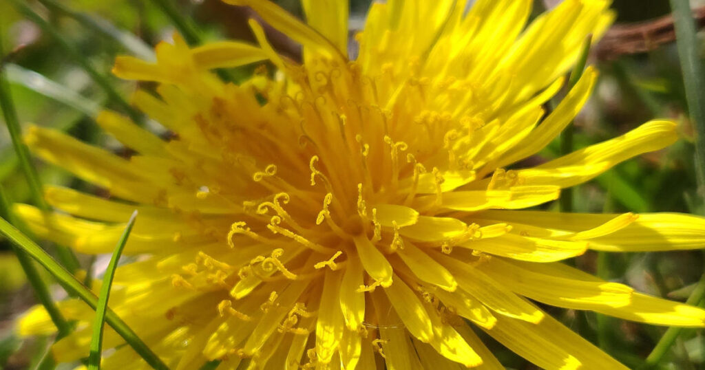 can bearded dragons eat dandelion flowers