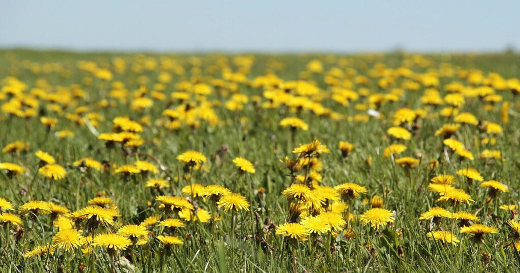 A field of dandelions