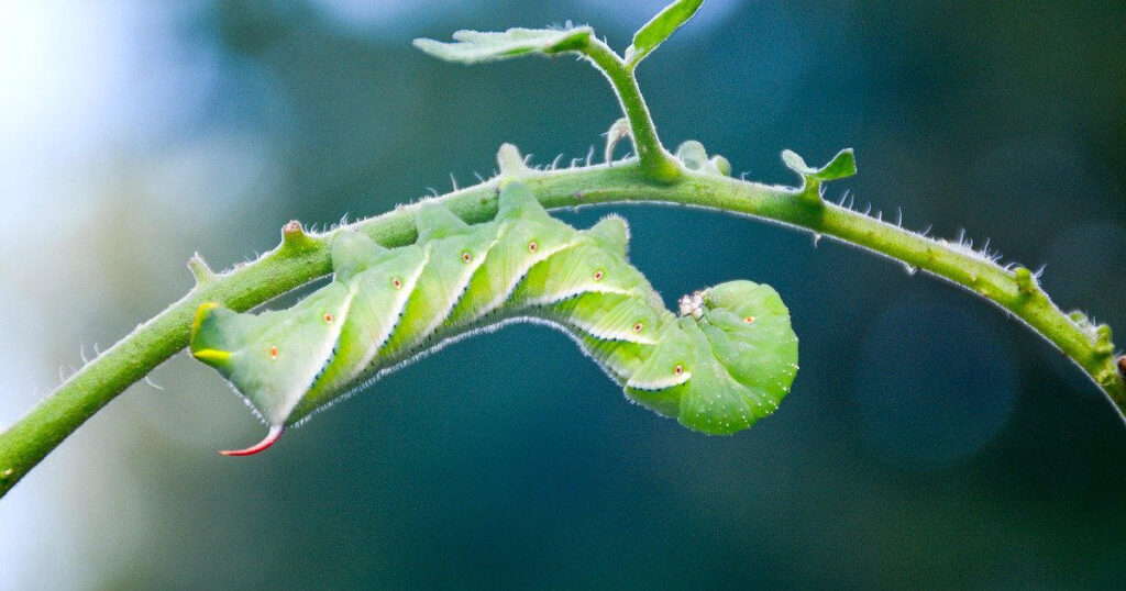 can bearded dragons eat hornworms featured image