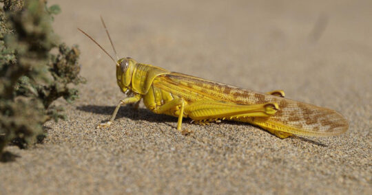 can bearded dragons eat locusts featured image