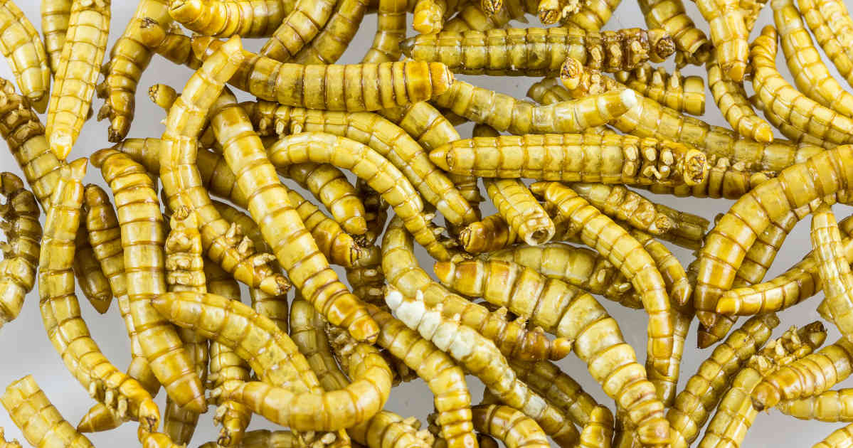 mealworms as food