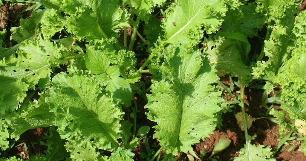 mustard greens for bearded dragons