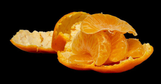 can bearded dragons eat oranges featured image