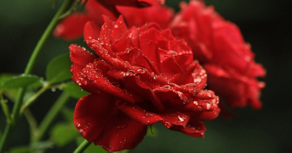 can bearded dragons eat rose petals featured image