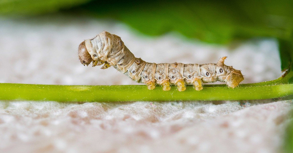 silkworms are great for bearded dragons