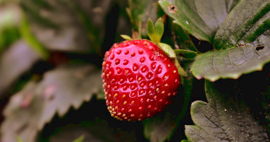 can bearded dragons eat strawberries featured image