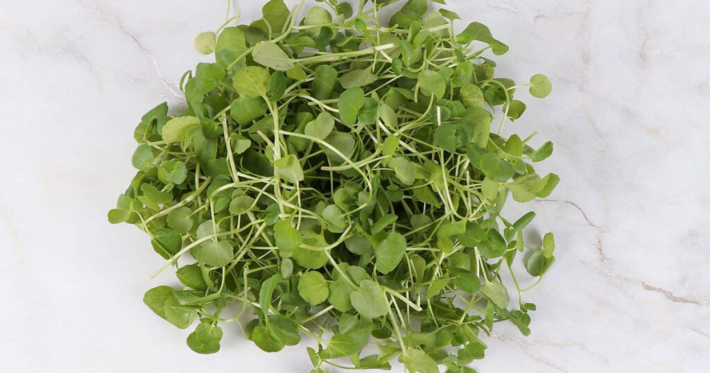 watercress on a white background