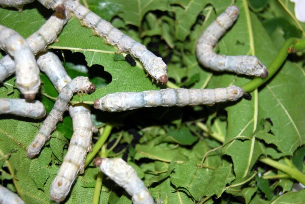 gutloading silkworm with mulberry leaves 4