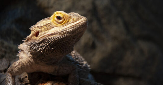 how long do bearded dragons live featured image 1