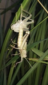 locust moulting 1