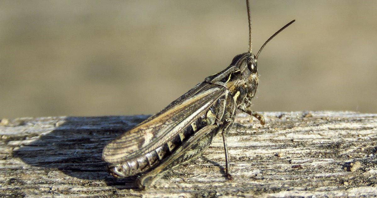 locusts for bearded dragons