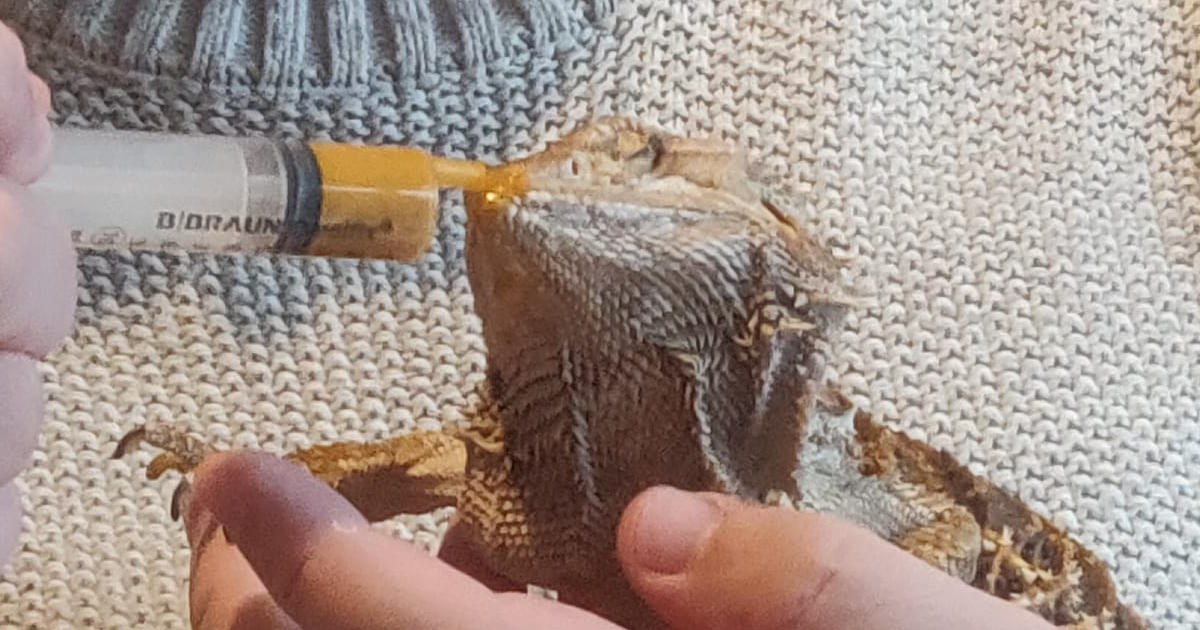syringe feeding a bearded dragon