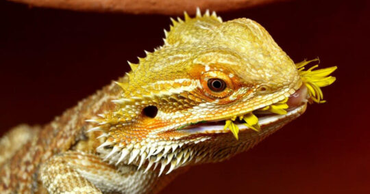 what do bearded dragons eat featured image