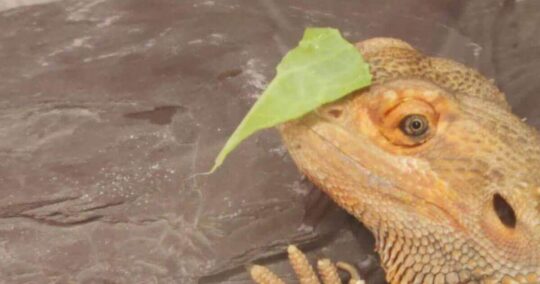 leafy greens for bearded dragons featured image