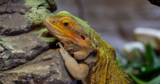 bearded dragon yellow fungus featured image (this dragon does not have yellow fungus)