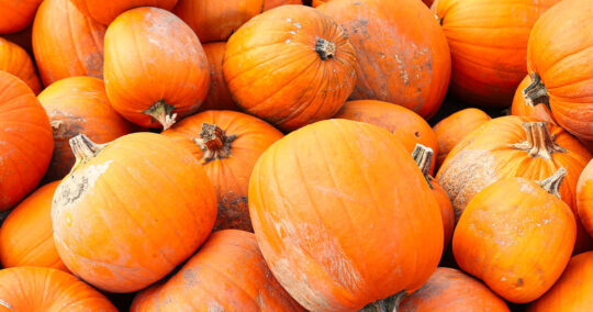 can bearded dragons eat pumpkin featured image