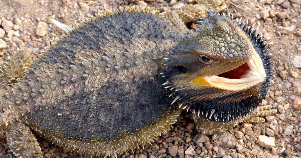gaping bearded dragon that's stressed and angry with a big flared black beard