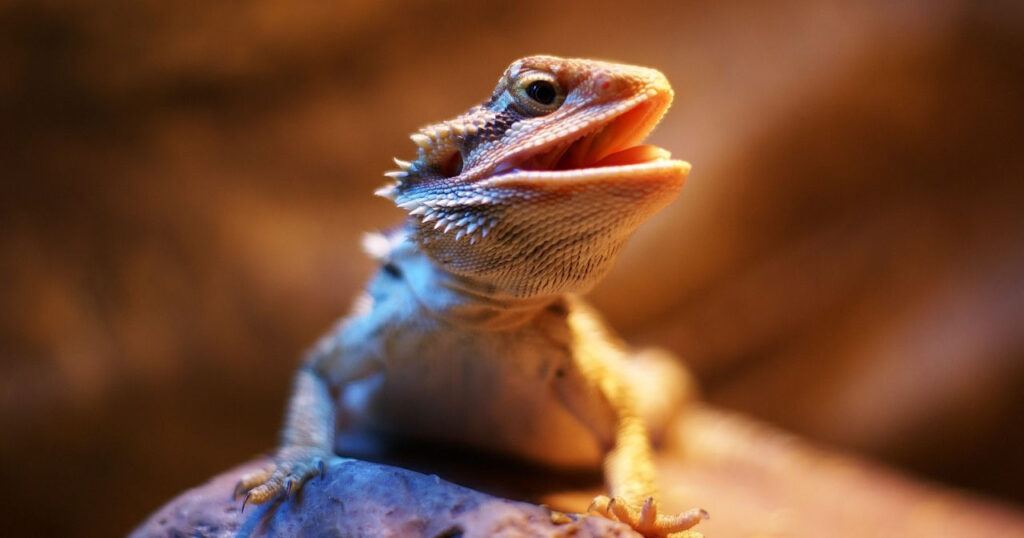 a happy bearded dragon who's basking