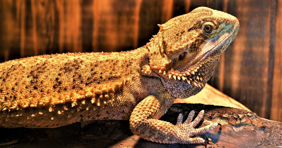 can bearded dragons breathe on their back