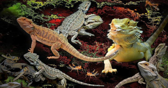 Will bearded dragons eat each other featured image