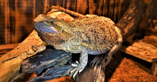 does a bearded dragon tail grow back featured image