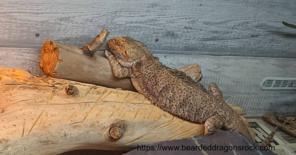 bearded dragon sleeping