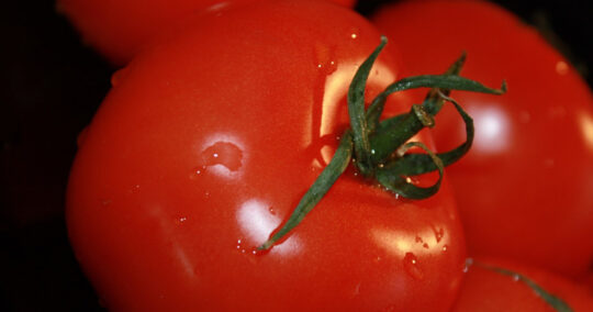 can bearded dragons eat tomatoes featured image