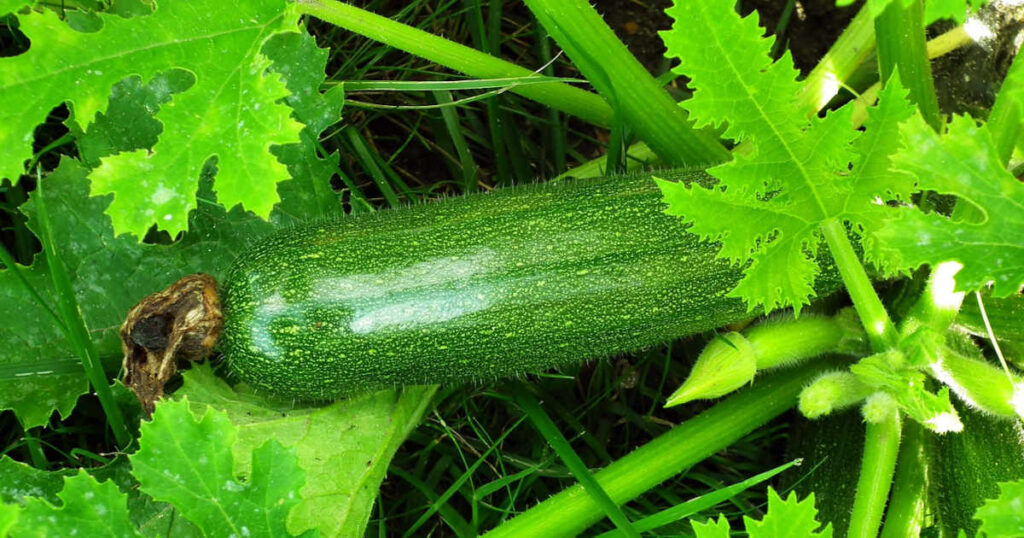 can bearded dragons eat zucchini featured image