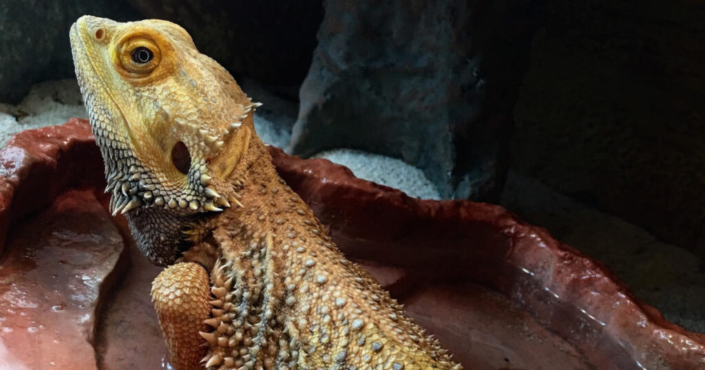 can bearded dragons swim featured image