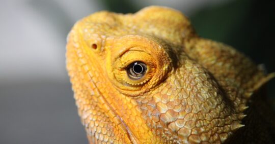 do bearded dragons smell featured image