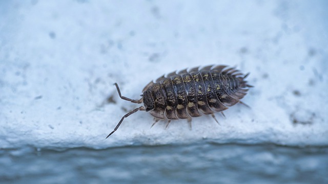 woodlouse - a common isopod which bearded dragons can eat