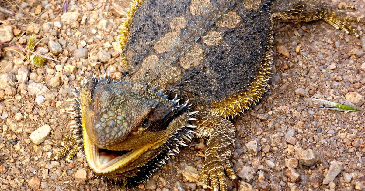 scared bearded dragon featured image