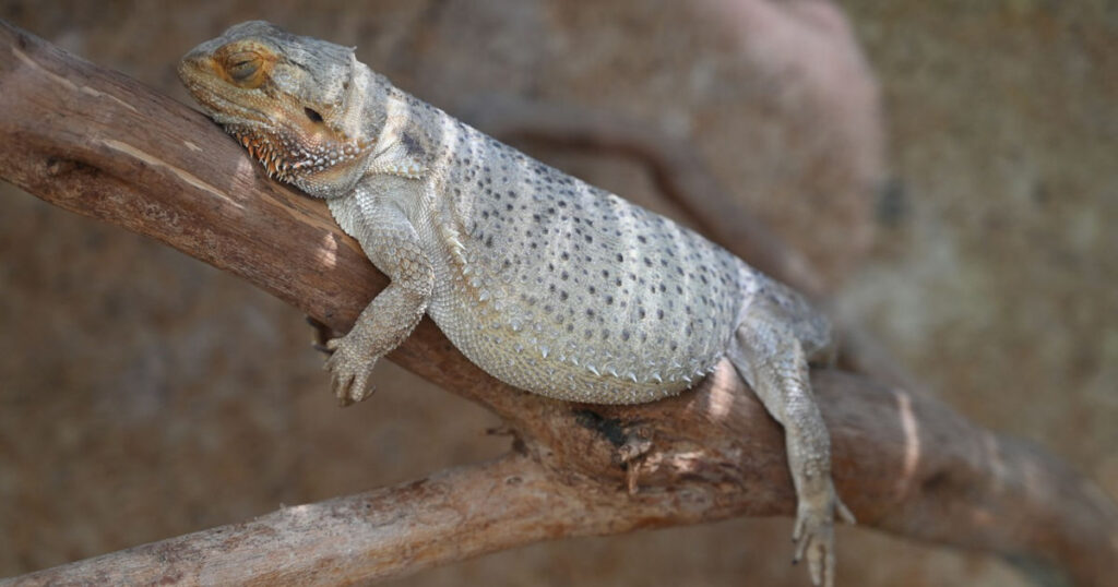 Bearded Dragon Obesity Featured Image