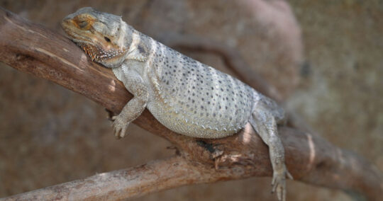 bearded dragon obesity featured image