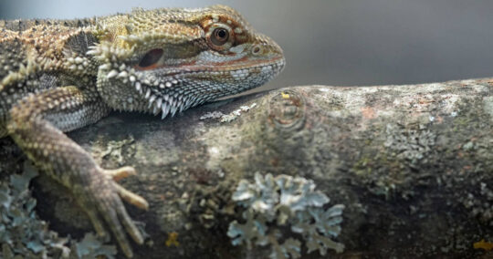 bearded dragon twitching featured image